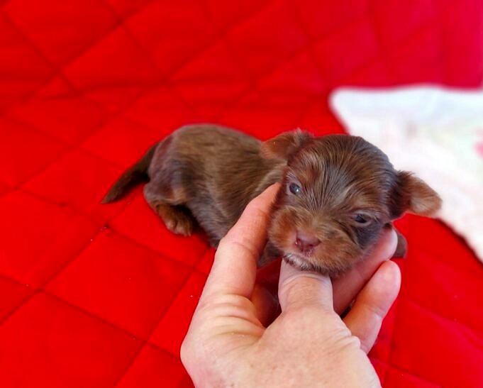Chiots Yorkie a Vendre