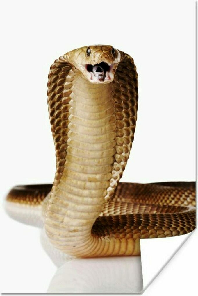 Grand Cadre Cobra Largeur 14 Mm scaled 1